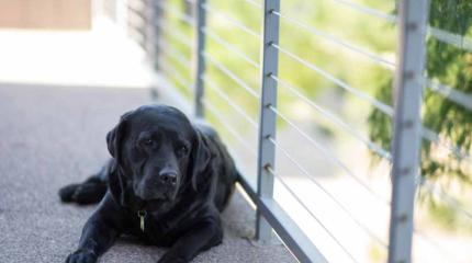 Avoir un chien de garde : bonne idée ? Avoir un chien de garde : bonne idée ?