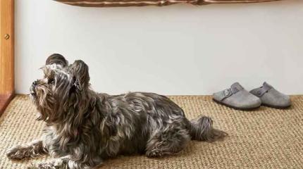 Hoe bescherm je je huisdier(en) als je niet thuis bent?