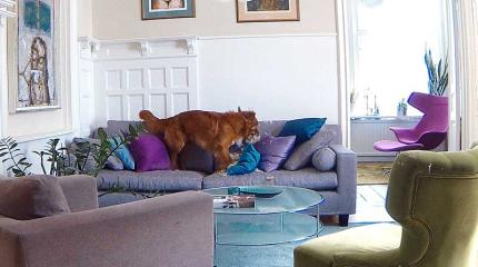 Domotica inzetten voor je huisdieren